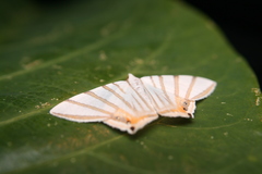 Opisthoxia metargyria