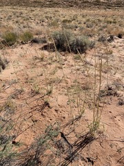 Sporobolus contractus