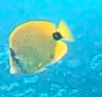 Chaetodon miliaris