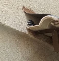 Pygochelidon cyanoleuca