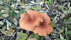 Paralepista