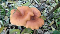 Paralepista