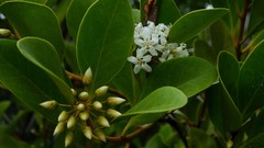 Aegiceras corniculatum