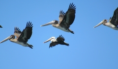 Pelecanus occidentalis