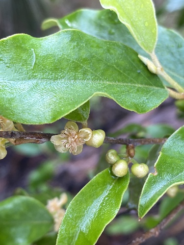 Long-leaved bitter bark (Petalostigma triloculare)
