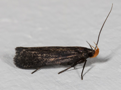 Dichomeris purpureofusca