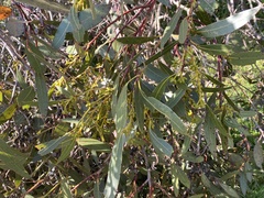 Eucalyptus kitsoniana