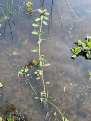 Ludwigia peploides montevidensis