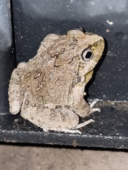 Rufous Four-Eyed Frog photo 5