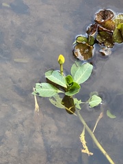 Ludwigia peploides montevidensis