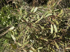 Eucalyptus kitsoniana