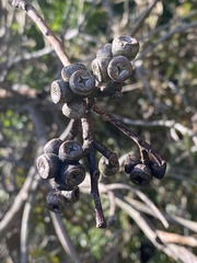 Eucalyptus kitsoniana