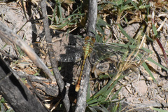 Erpetogomphus crotalinus