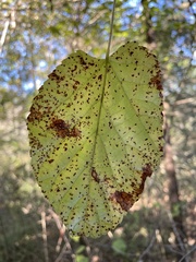 Tilia americana caroliniana