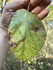 Tilia americana caroliniana