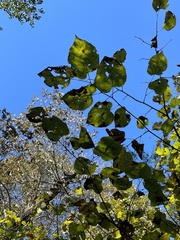 Tilia americana caroliniana