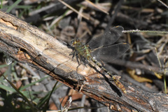 Erpetogomphus crotalinus