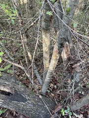Tilia americana caroliniana