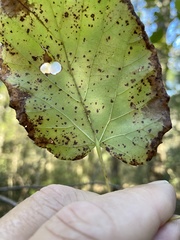 Tilia americana caroliniana