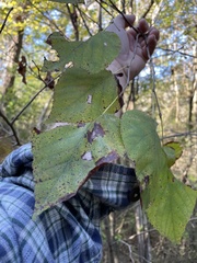 Tilia americana caroliniana