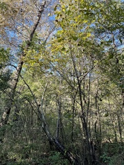 Tilia americana caroliniana