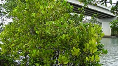 Aegiceras corniculatum