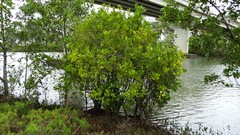 Aegiceras corniculatum