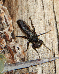 Backomyia