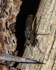 Backomyia