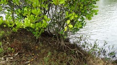 Aegiceras corniculatum