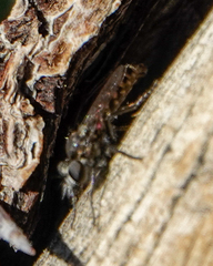 Backomyia