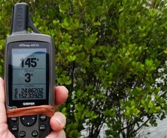 Aegiceras corniculatum