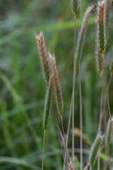 Hordeum pusillum