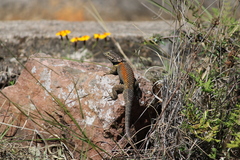 Sceloporus mucronatus