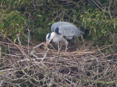Ardea cinerea