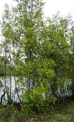 Avicennia marina