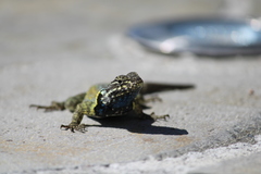 Sceloporus mucronatus