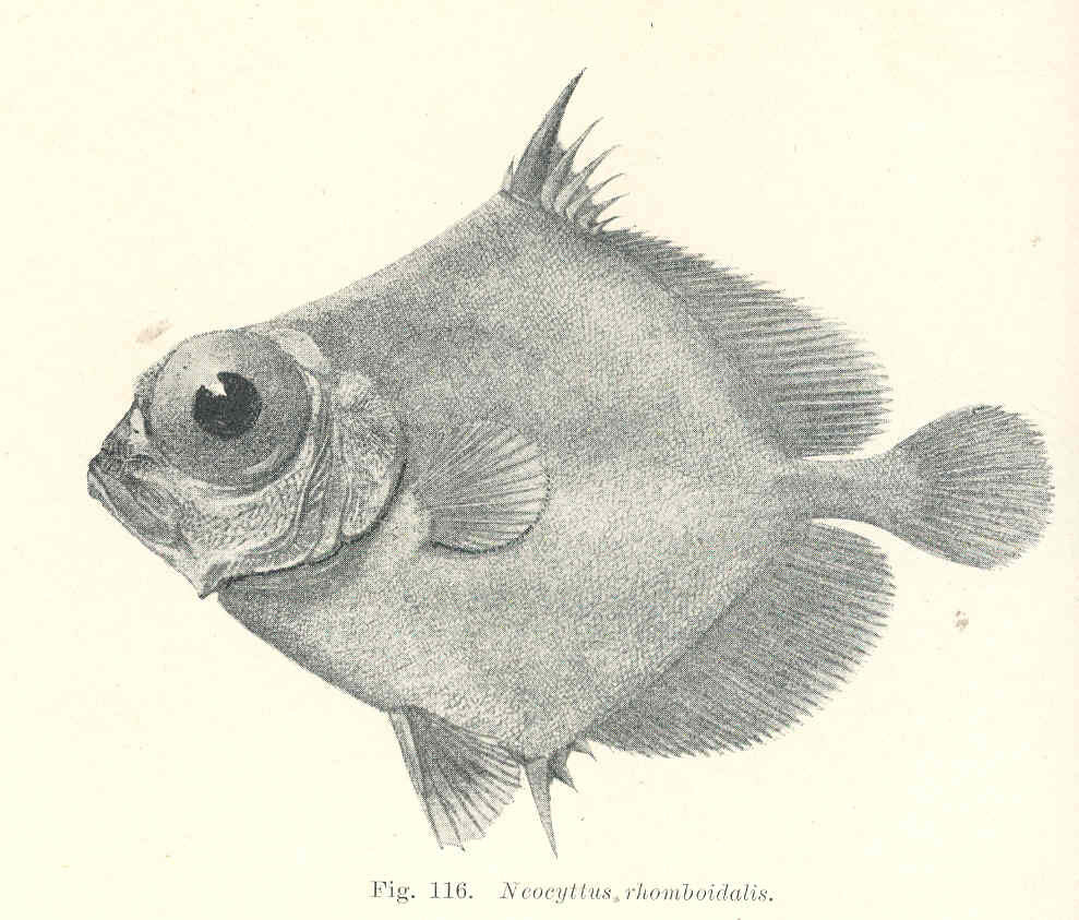 Neocyttus