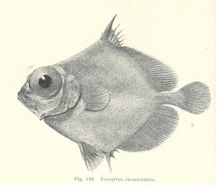 Deepwater Dory photo 2