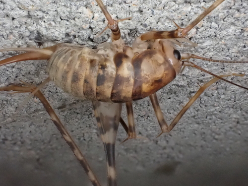 Greenhouse camel cricket