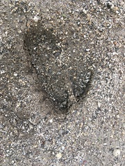 Odocoileus hemionus californicus