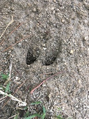 Odocoileus hemionus californicus