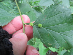 Dasineura crataegibedeguar