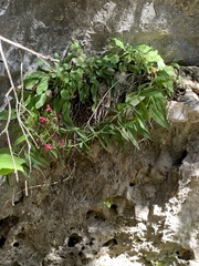 Salvia pentstemonoides