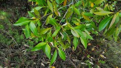 Avicennia marina