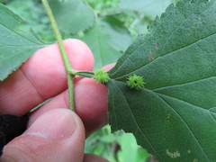 Dasineura crataegibedeguar