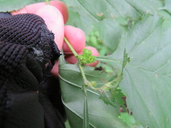 Dasineura crataegibedeguar