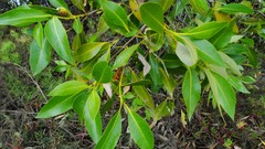 Avicennia marina