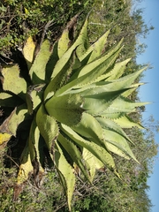 Agave scaposa