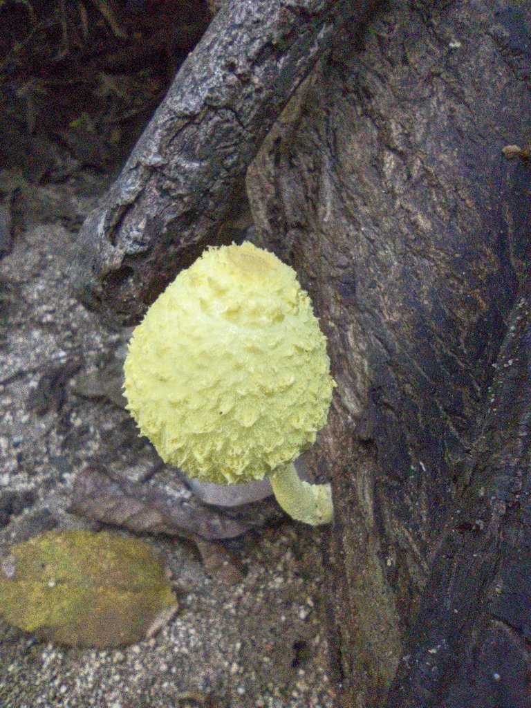 Leucocoprinus birnbaumii · October 2021 · photo: © roysh (iNaturalist, cc-by-nc)